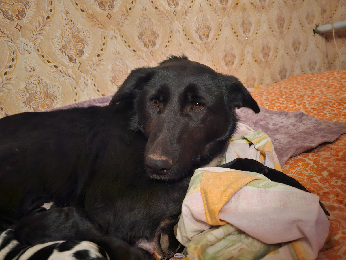 Фото автора. Мама собака.