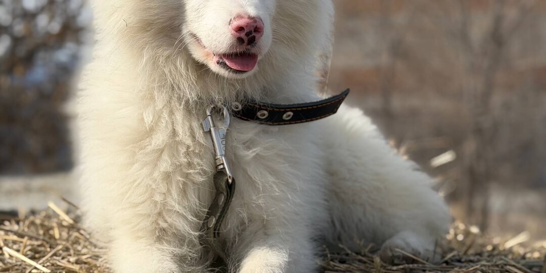 Приюту Ананда с каждым днём всё сложнее выживать