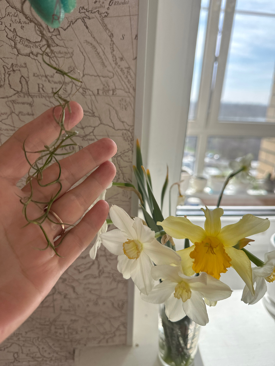 Весенние цветы.