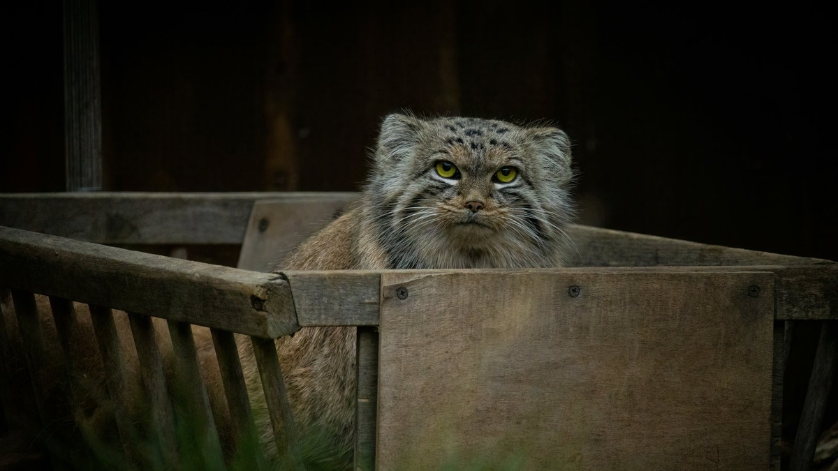    Манул — редкий вид диких кошек, программы разведения которых управляются на международном уровне
