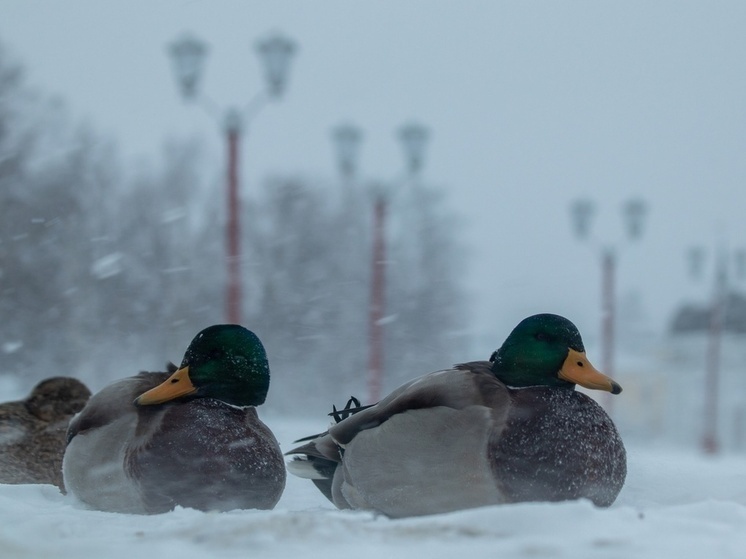     Фото: МК в Карелии