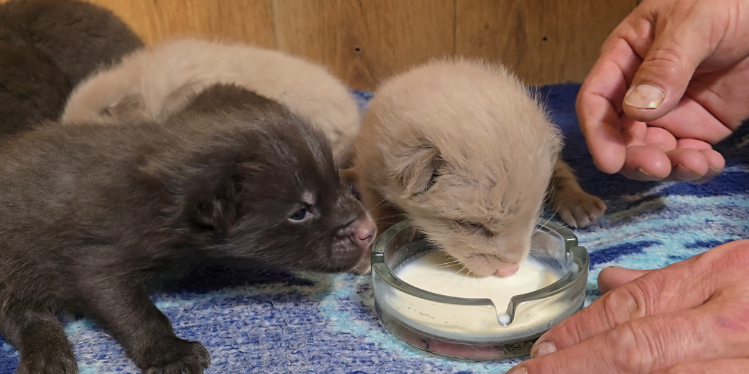 Маленькие хищники проголодались: как мы вводим прикорм шестерым лисятам