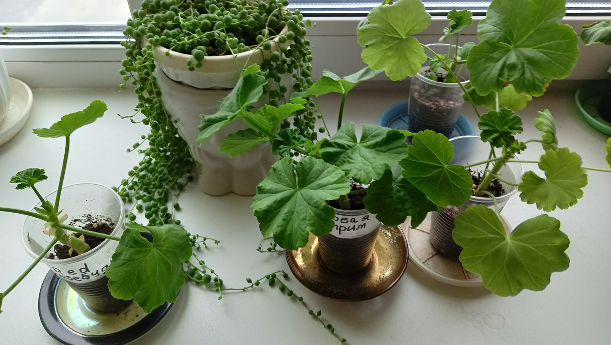 Черенки Пеларгонии 