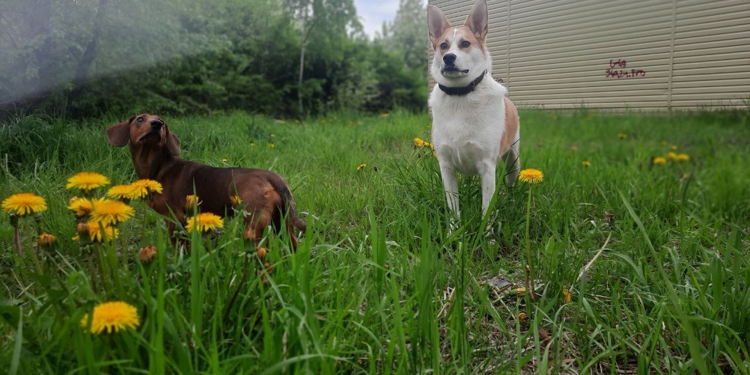 Вы всё ещё ругаетесь с соседом из-за собачьих сюрпризов во дворе? А в это время "управляшки" просто забирают ваши деньги