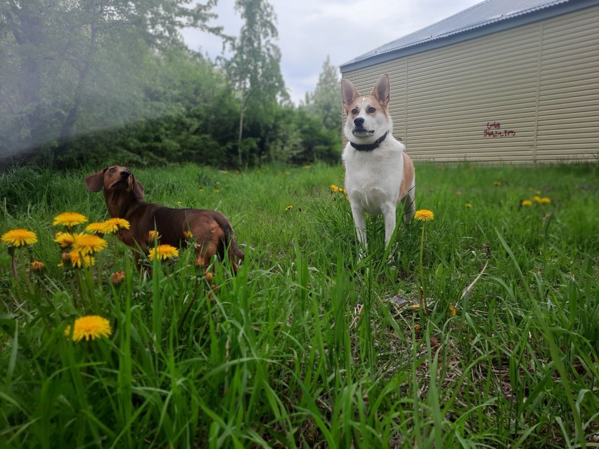 На прогулке. ©Юриспруденция от Ирины Викторовны, 2022