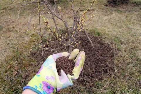 Первые подкормки ягодных кустарников весной: основные моменты