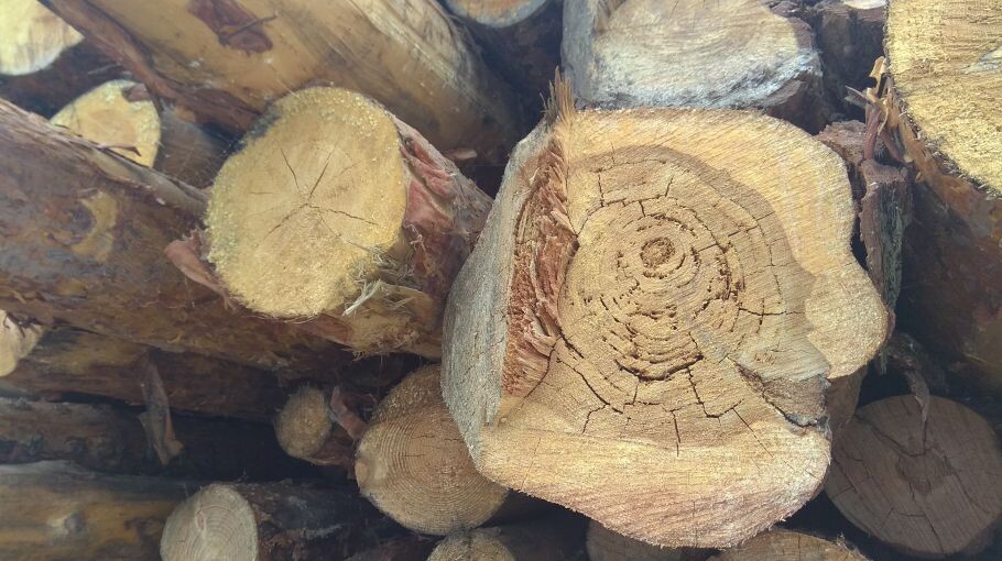 Алтайский бизнесмен с бухгалтером незаконно продали лес на 14,6 млн рублей