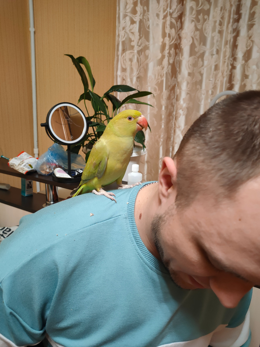 Арчи и хозяин