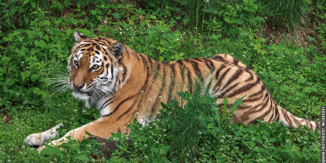 Приморский сафари-парк. Зоопарк, который смог!