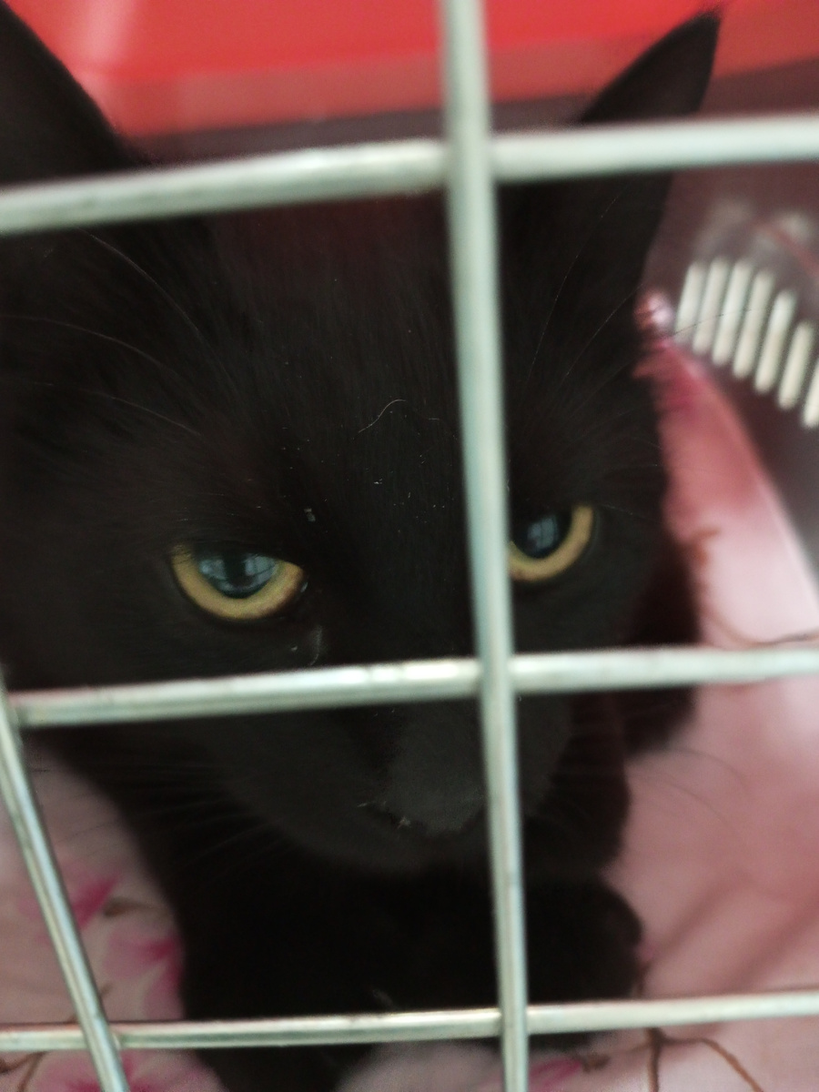 Мы в клинике, ждём своей очереди. "Сижу за решёткой..."