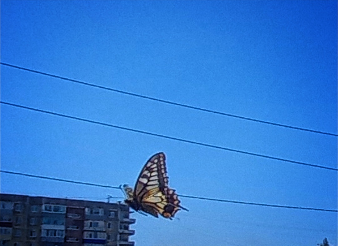 Фотография тоже хобби, которое удобно внедрить даже в самую загруженную жизнь. Даже идя на экзамен или с работы, можно сфоткать красивого жучка или бабочку. И у тебя в запасе будет уже не просто сданный экзамен и отработанный день, а ещё и красивый кадр в телефоне.