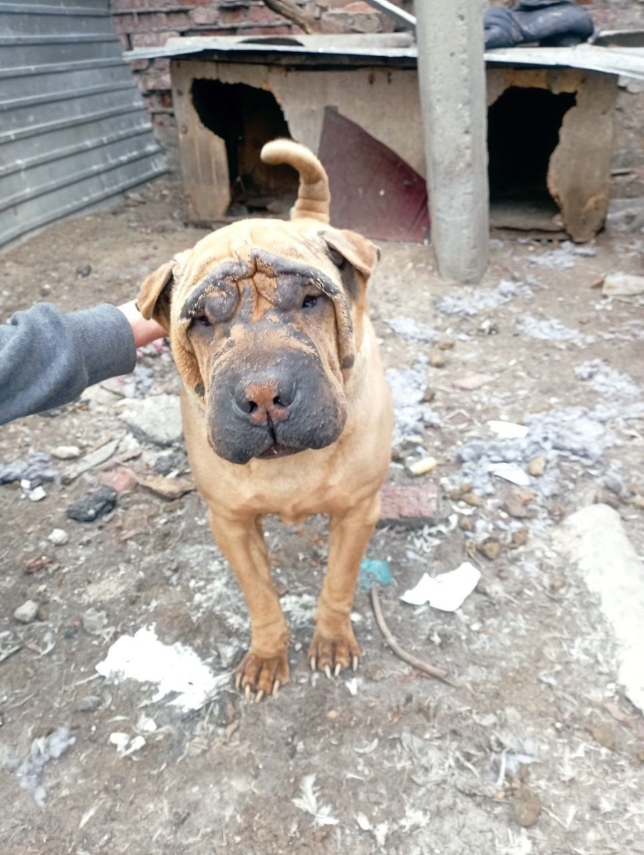 В таком состоянии найдена собака