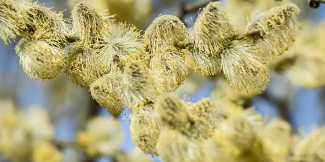 Лазарева суббота 4 апреля: что можно и нельзя делать, приметы и молитвы