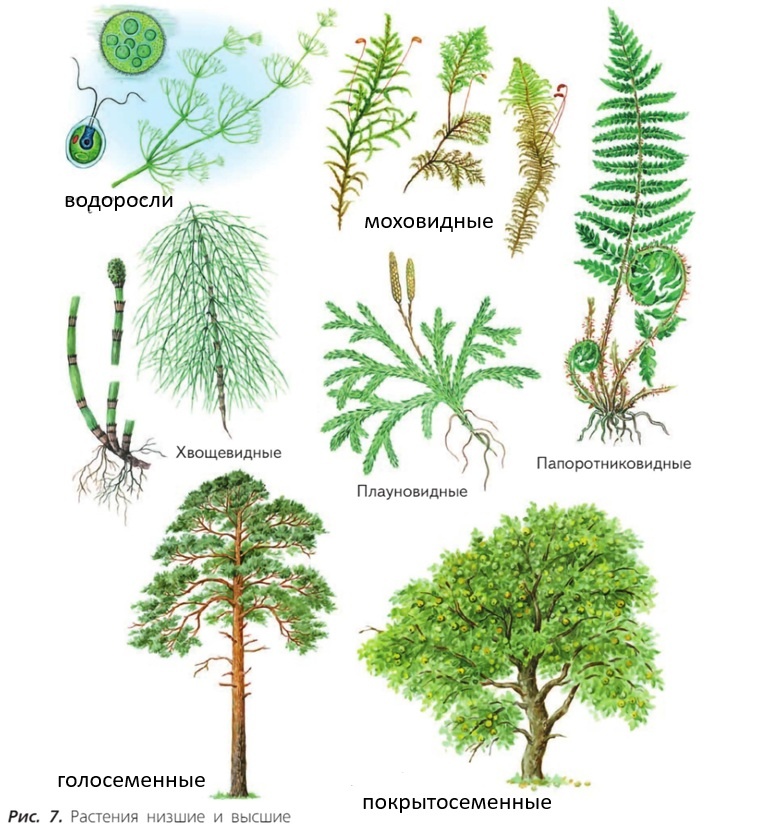 источник - учебник по ботанике Пасечник В.В. для 6 класса