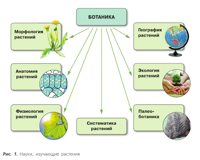 источник - учебник по ботанике Пасечник В.В. для 6 класса