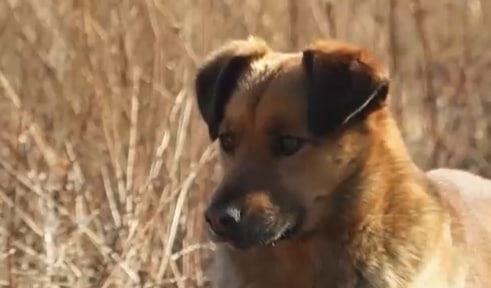     Пёс по кличке Рыжий охраняет сгоревшую горнолыжную базу недалеко от Минусинска