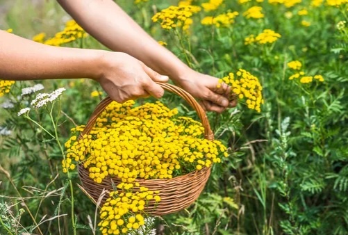 Пижма: желтое чудо природы, о котором полезно знать