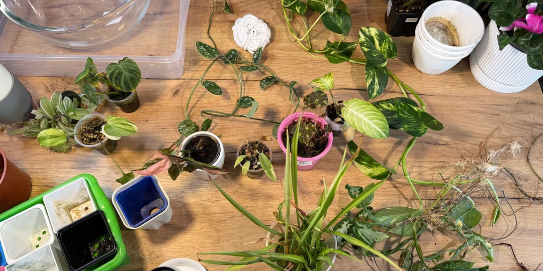 Пересадка растений на фитиль - не рекомендую: минусы, о которых молчат