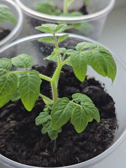 Коренастая и крепкая: подкормка, которая остановит вытягивание рассады, но не её развитие