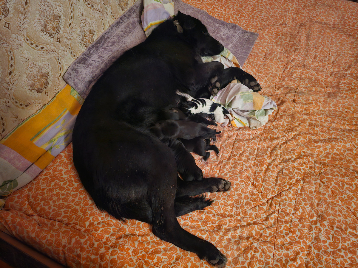 Фото автора. Собаку надо срочно везти к врачу.