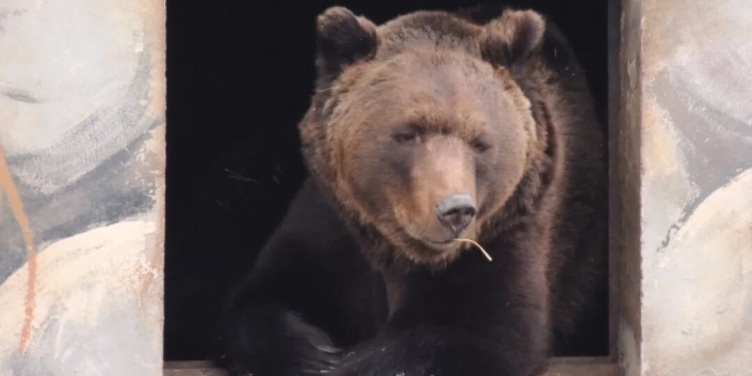 Весна начинается с каши! Медведи Топа и Ума вышли из спячки