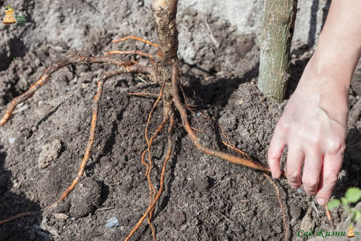 Расположение корней — это не мелочь: от этого зависит, пойдёт ли дерево в рост