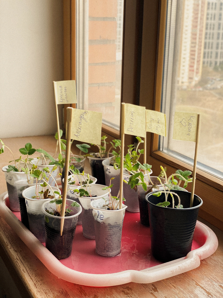 фото сделала примерно через час, как разобрала коробку и сразу же полила