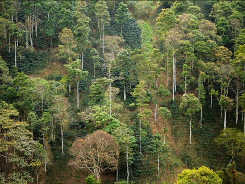 Источник фото6 https://news.climate.columbia.edu/2019/03/12/shade-grown-coffee-sustainable/