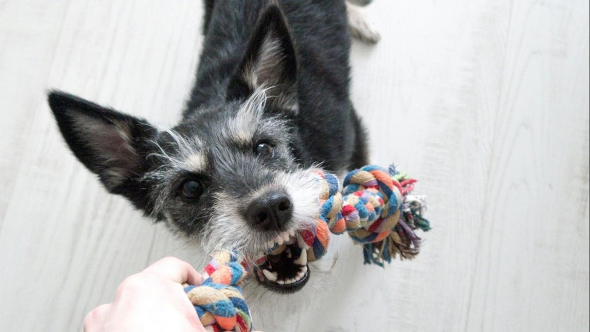    Синхронизация игр с природными ритмами собаки делает их более полезными