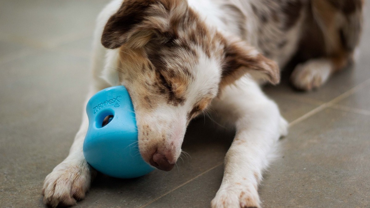    Возраст, порода и характер диктуют свои правила в игровом расписании