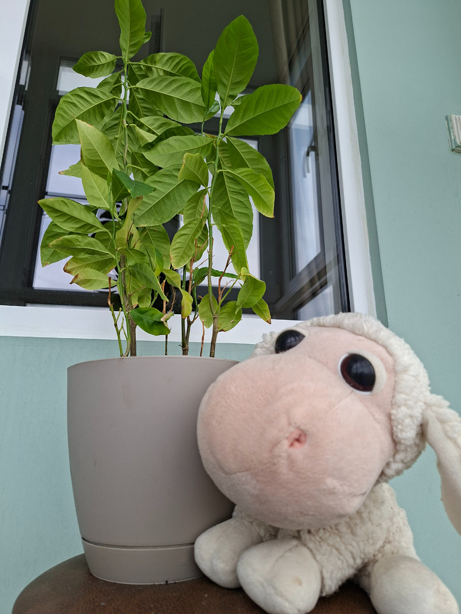 В роли будущего дерева - снимался 3-ёх летний лимон домашний, в роли меня - овечка Танюшка-болтушка, верная помощница для фотосессий