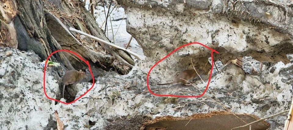    Крысы в Бийске. Источник: "ЧП Бийск | Новости"