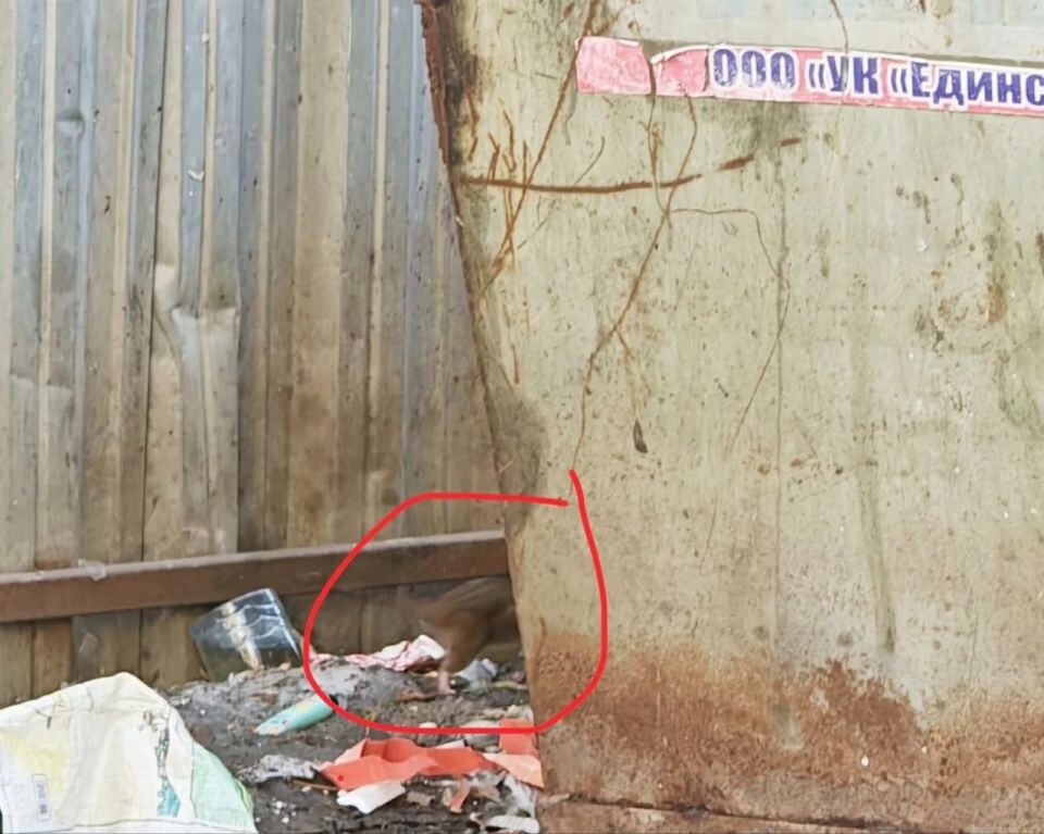    Крысы в Бийске. Источник: "ЧП Бийск | Новости"