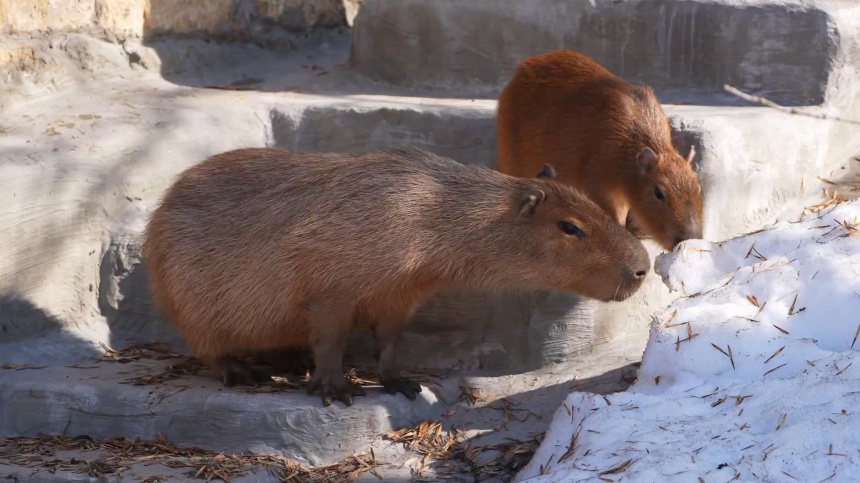    Фото: Telegram/ Московский зоопарк/ Moscowzoo_official; 5-tv.ru