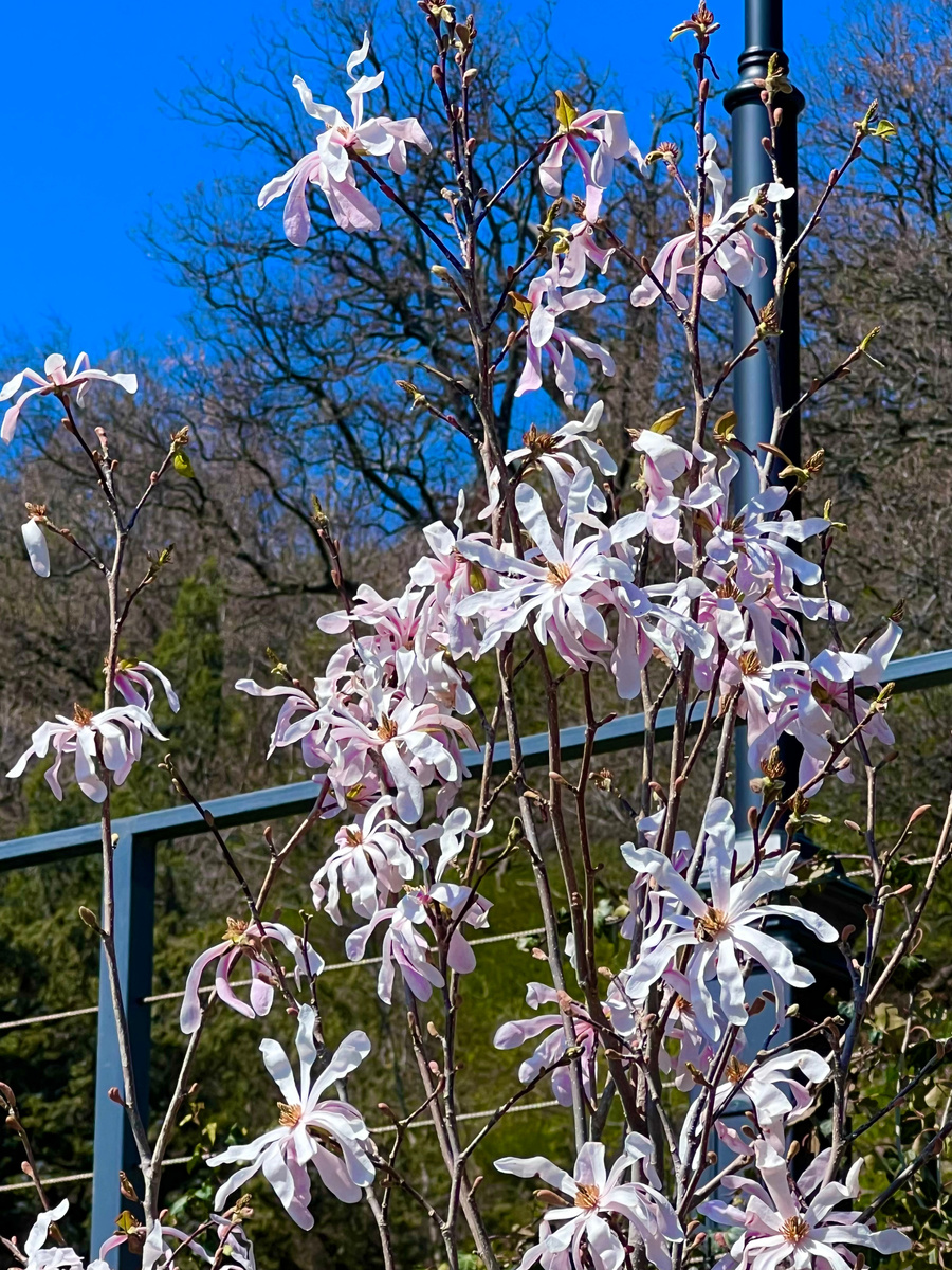 Магнолия Лебнера. 1 апреля 2026 год. Алупка, храм Архангела Михаила. 