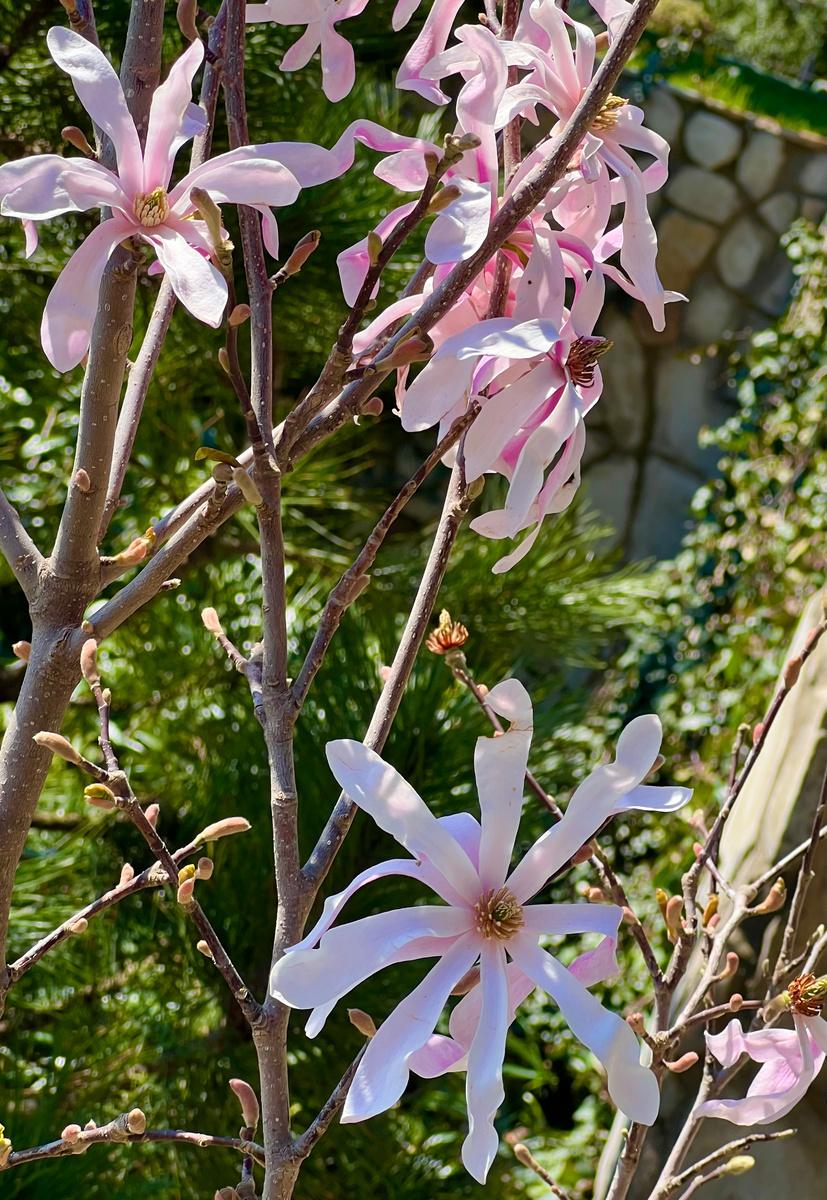 Магнолия Лебнера. 1 апреля 2026 год. Алупка, храм Архангела Михаила. 