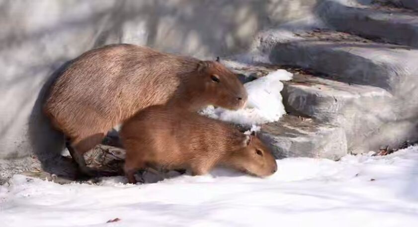    Московский зоопарк / Telegram