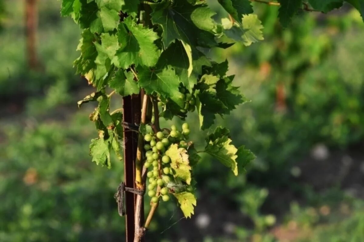    Виноградарь Таранюк предостерег от трех ошибок при подвязке винограда