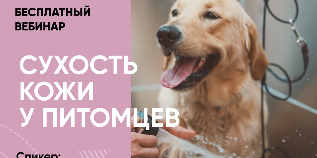 Уже завтра - бесплатный вебинар «Сухость кожи у питомцев: причины и профилактика