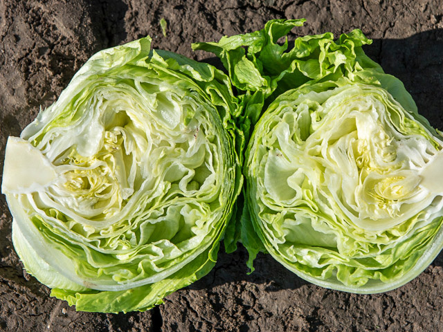 Салат Глендана F1  - медленно ратсущий вариант, котроый отлично подходит для весенне - летнего выращивания. 