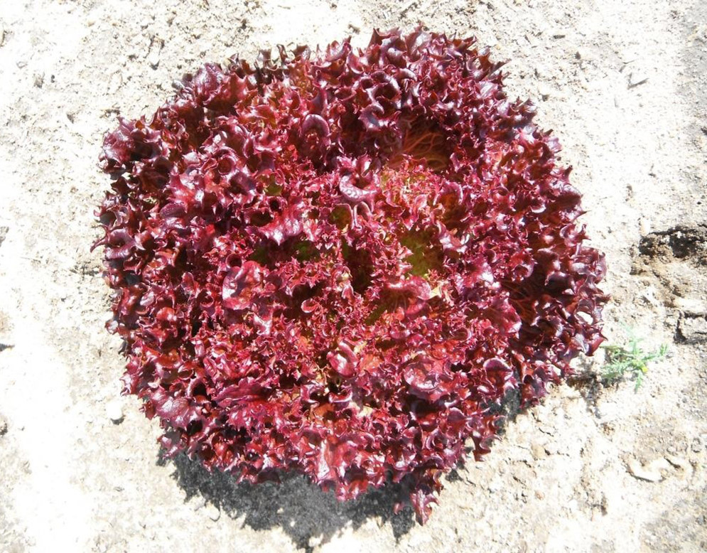 Салат Леа  (тип Лоло Росса с интенсивно красным цветом и хорошей массой)