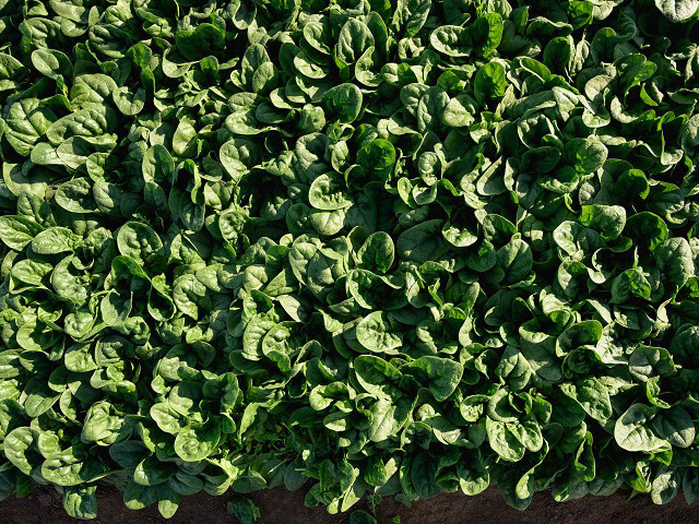 Шпинат Союз - один самых жаростойких вариантов