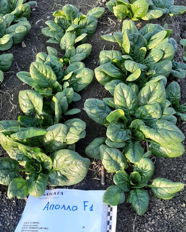 Шпинат Аполло F1 - один из самых универсальных и адаптивных гибридов.