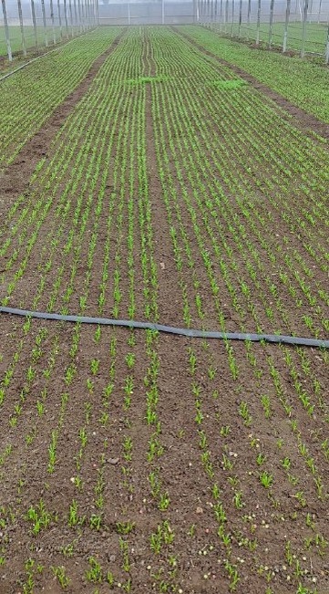 Развитие шпината Аполло F1