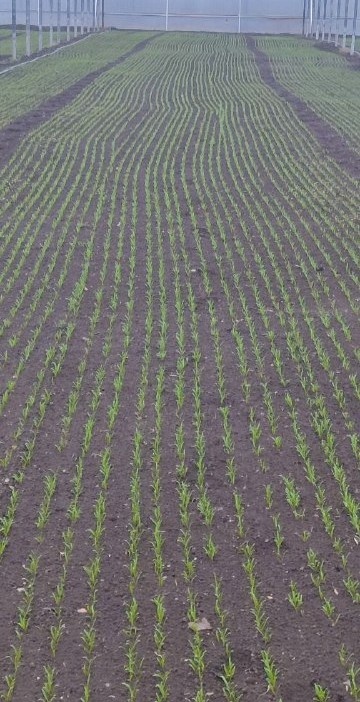 Аполло F1 в теплице (несколько дней после всходов)