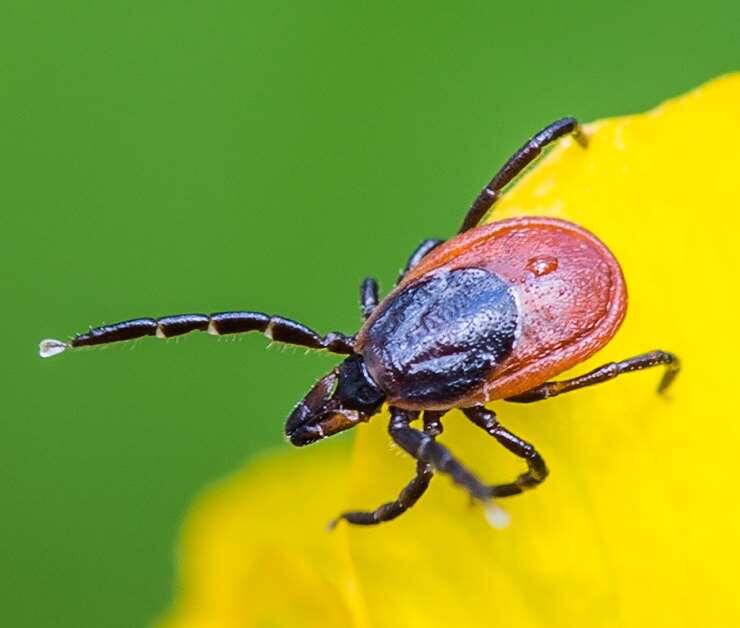 Самка Ixodes persulcatus Schulze, 1930. Фото Владимира Брюхова, сайт iNaturalist