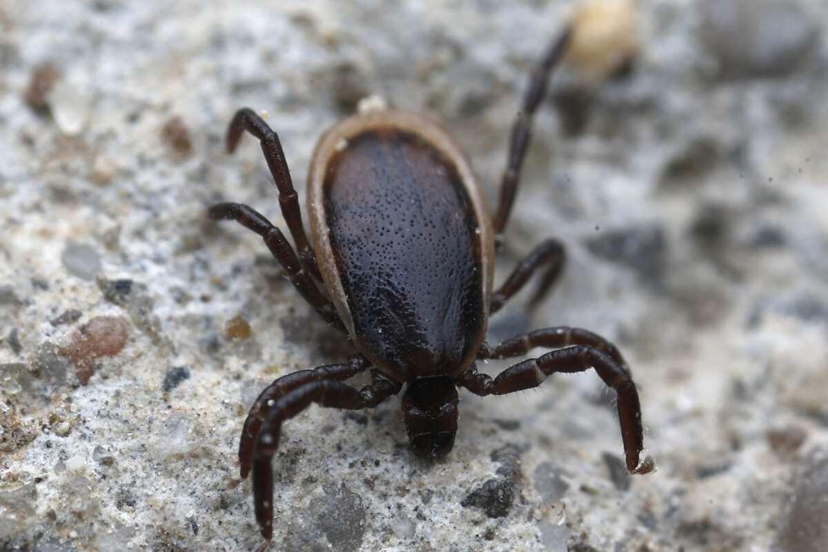 Самец Ixodes persulcatus Schulze, 1930. Фото Степана Маркина, сайт iNaturalist