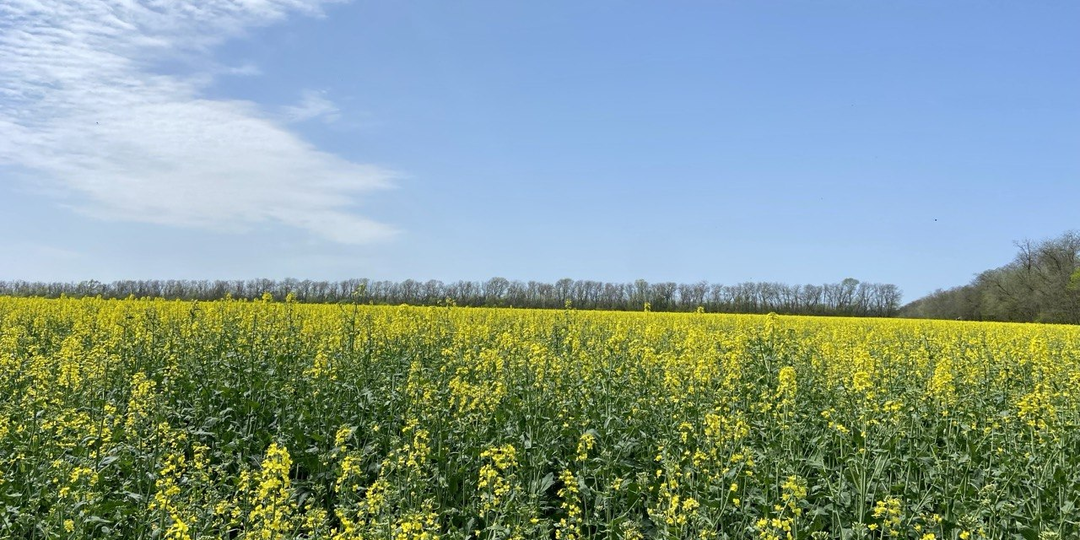 Ренессанс в селекции ярового рапса в России. Как селекционеры и агрохимические компании возрождают это направление