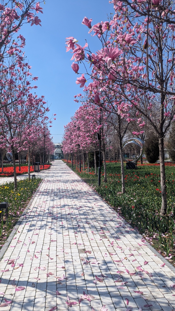 Магнолия лилиецветная в парке имени Ахмада Дониша