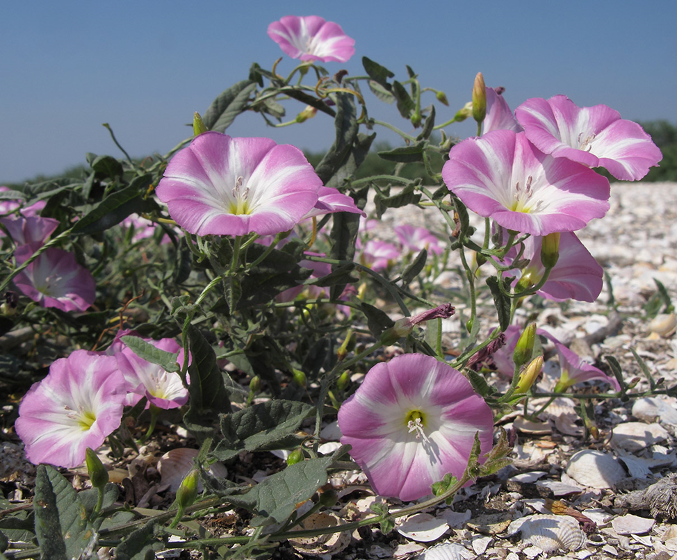Вьюнок полевой (Convolvulus arvensis L. )